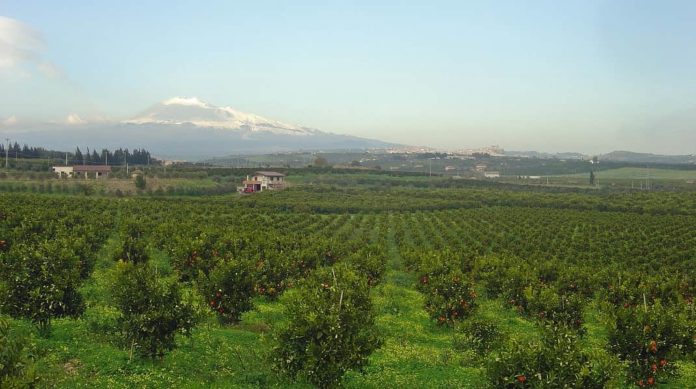 frutta biologica coltivazioni agricoltura Etna