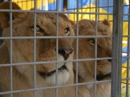 leoni gabbia circo