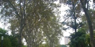 villa Bellini, alberi