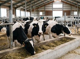 Zootecnia, al via gli stanziamenti UE sollecitati da Confagricoltura