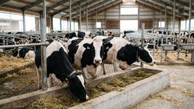 Zootecnia, al via gli stanziamenti UE sollecitati da Confagricoltura