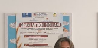 Grani Antichi Siciliani, nasce la Rete per l’IGP: una filiera da 200 milioni che punta al miliardo